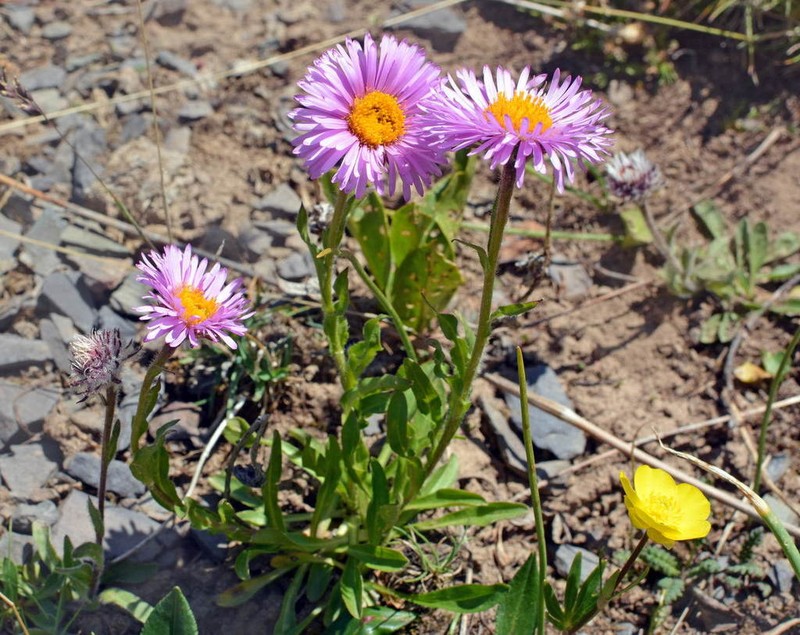 Erigeron allochrous photo 5