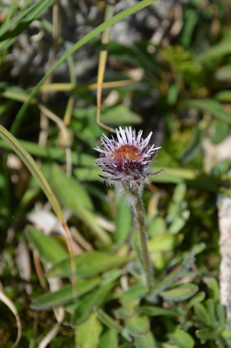 Erigeron allochrous photo 6