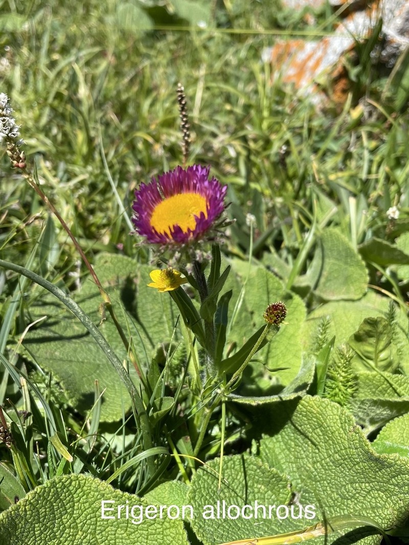 Erigeron allochrous photo 7
