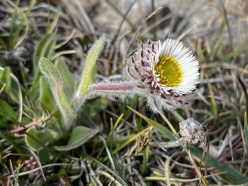 Erigeron allochrous photo 8