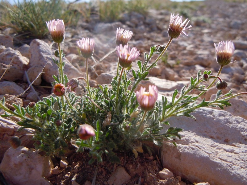 Big Horn Fleabane