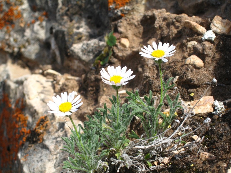 Big Horn Fleabane photo 2