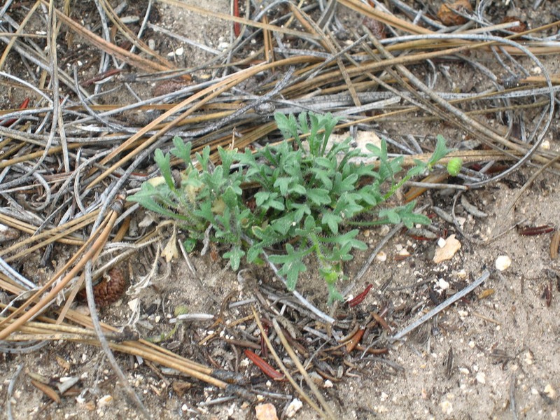 Big Horn Fleabane photo 3