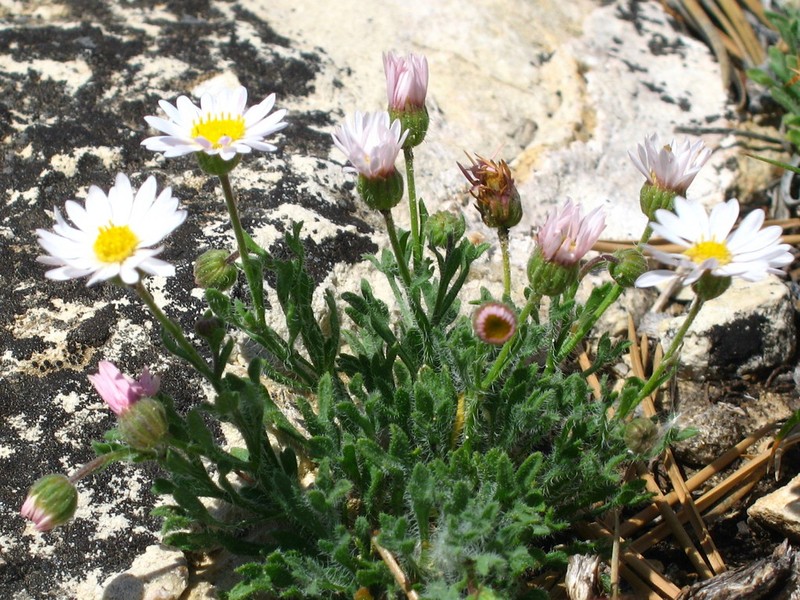 Big Horn Fleabane photo 4