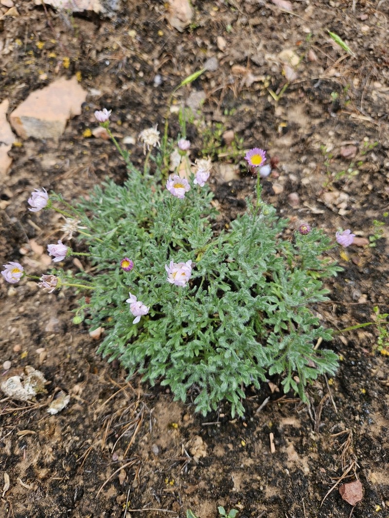 Big Horn Fleabane photo 5
