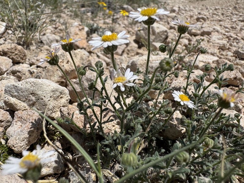 Big Horn Fleabane photo 6