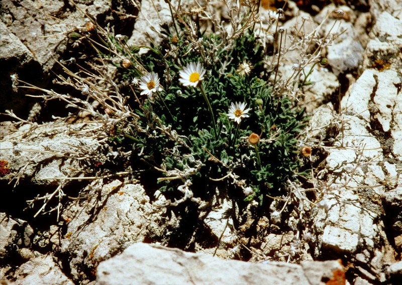 Big Horn Fleabane photo 7