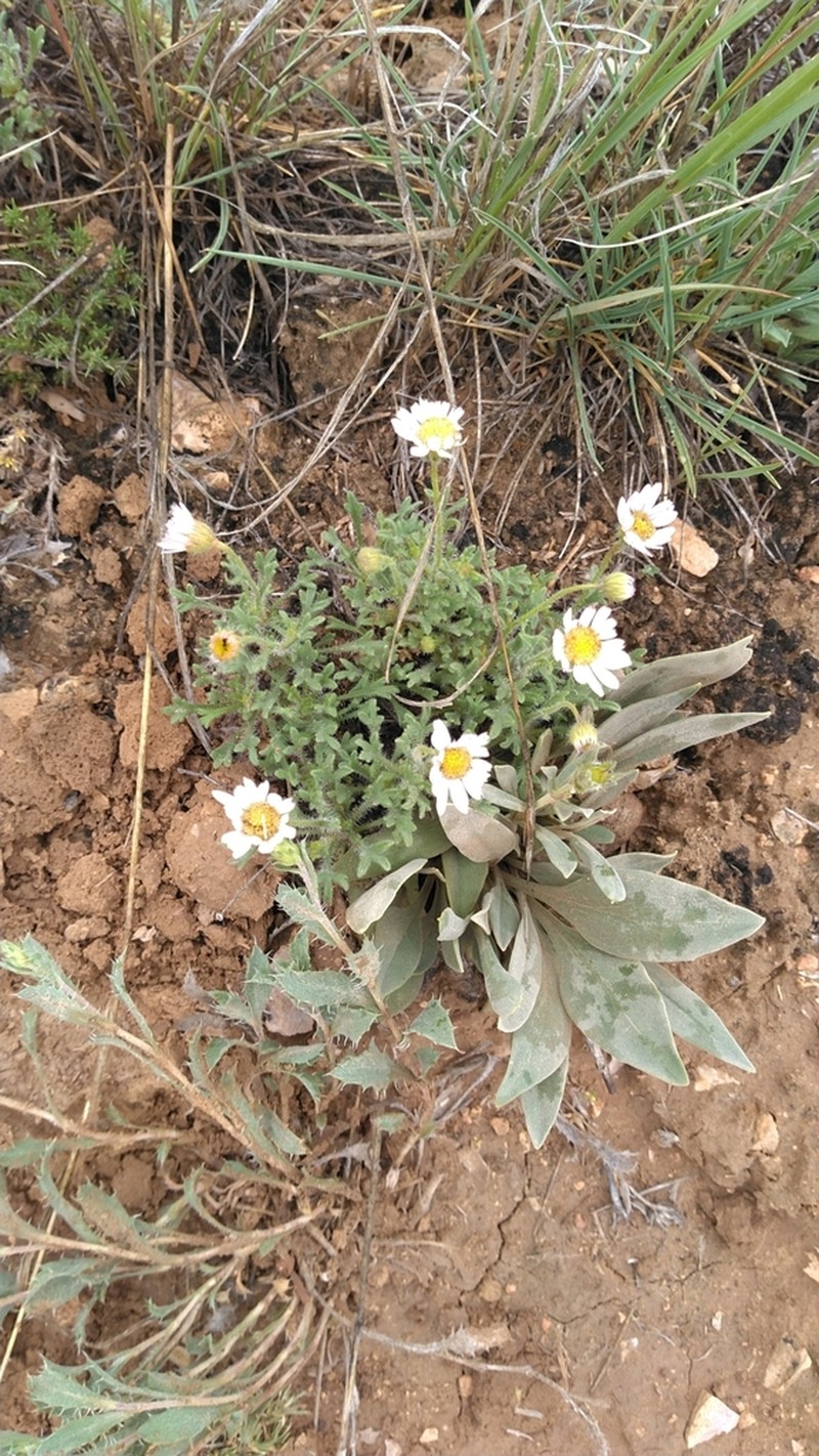 Big Horn Fleabane photo 8
