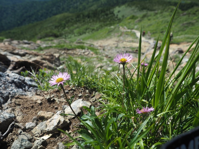 Erigeron alpicola photo 3