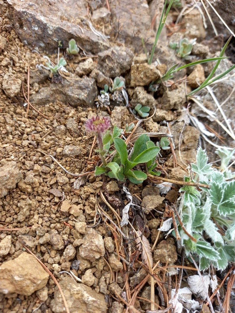 Erigeron alpicola photo 4