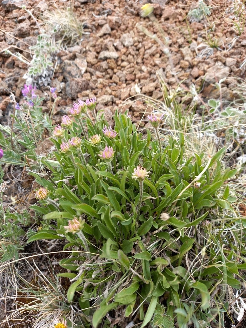 Erigeron alpicola photo 5