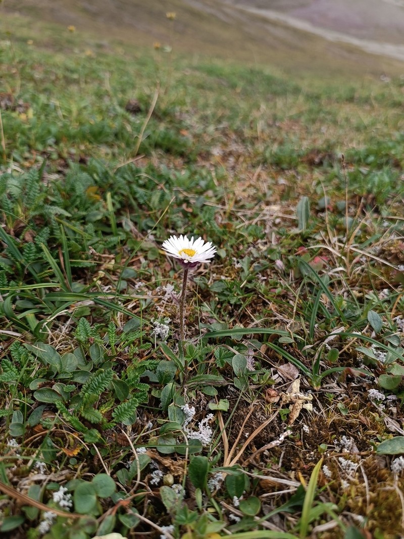 Erigeron alpicola photo 6