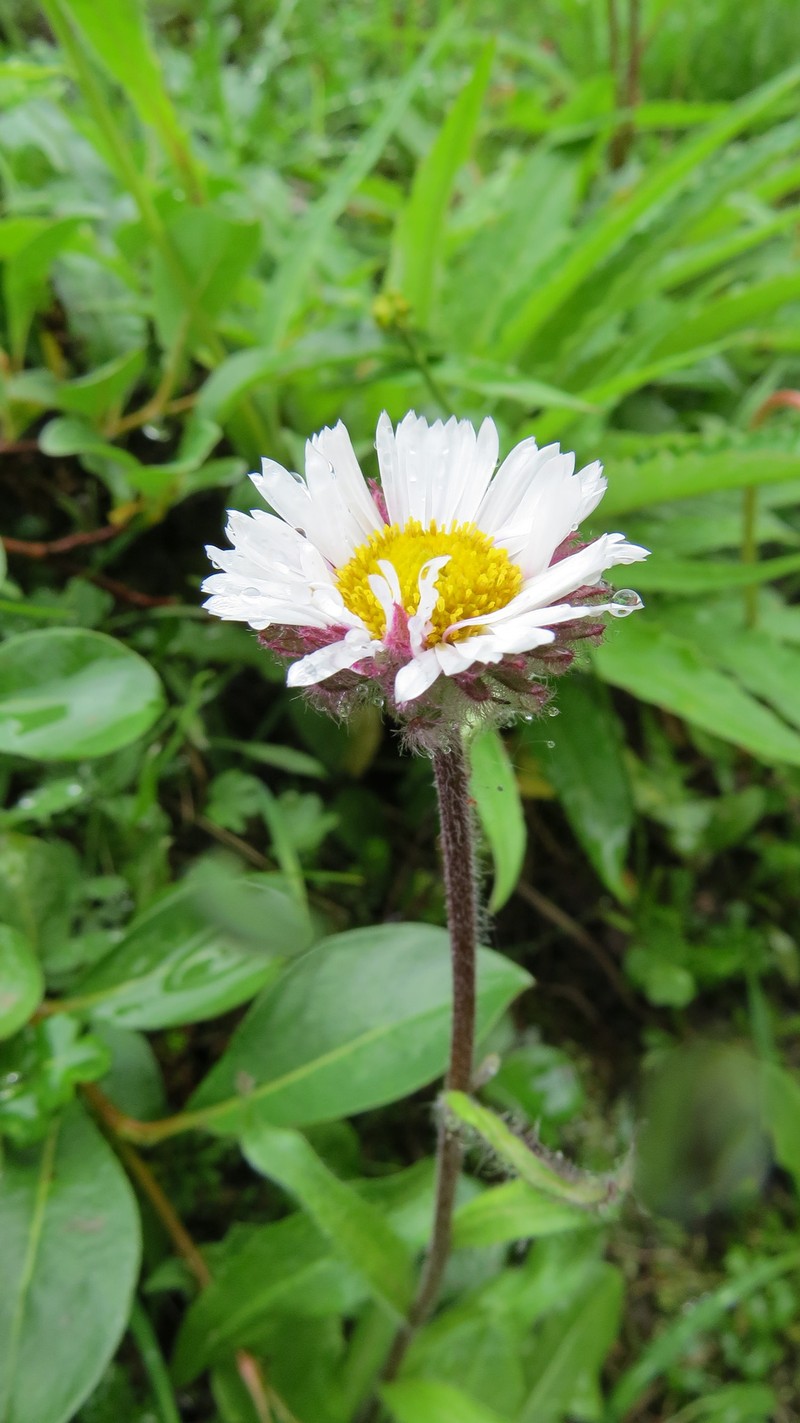 Erigeron alpicola var. alpicola