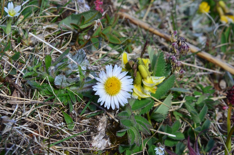 Erigeron alpicola var. alpicola photo 2