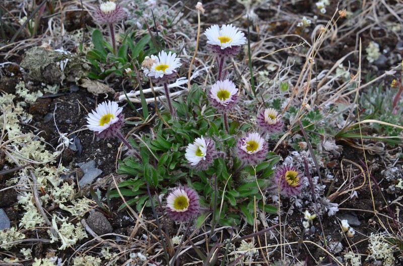 Erigeron alpicola var. alpicola photo 3