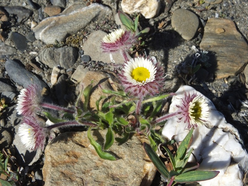Erigeron alpicola var. alpicola photo 4
