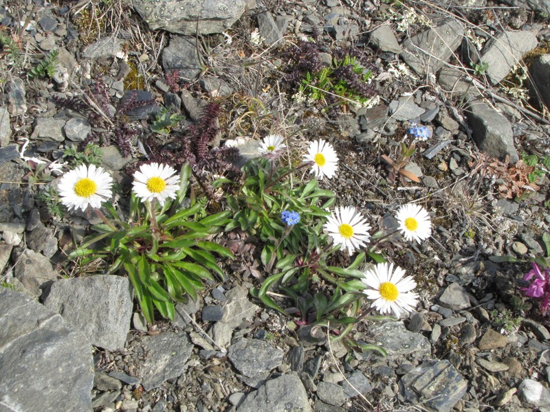 Erigeron alpicola var. alpicola photo 5