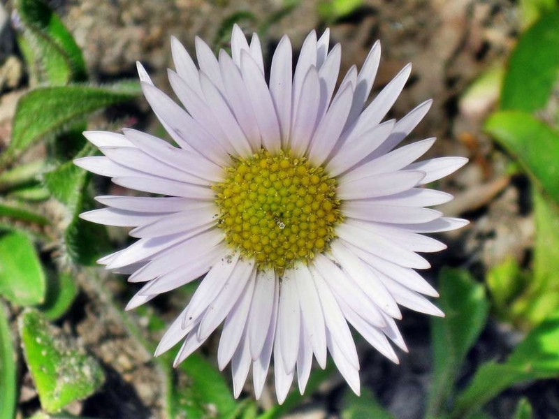 Erigeron alpicola var. alpicola photo 6