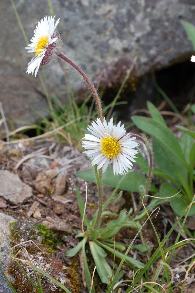 Erigeron alpicola var. alpicola photo 7