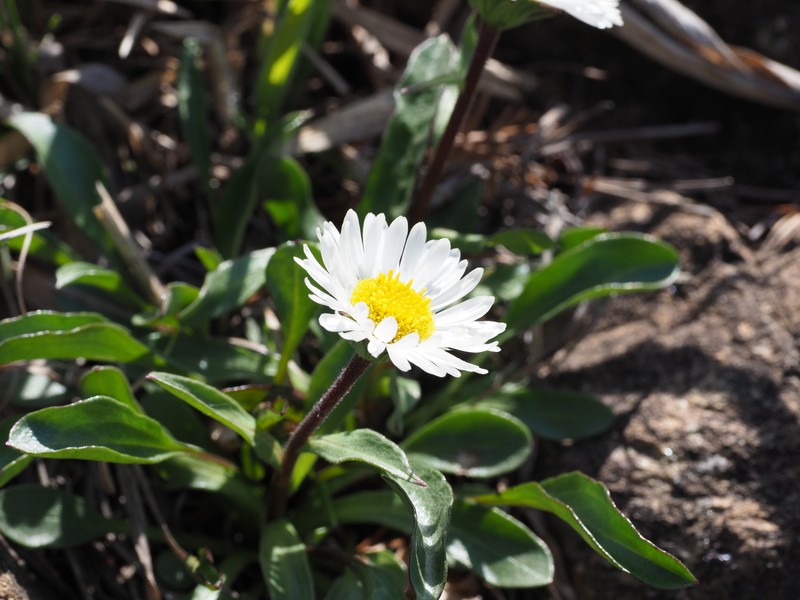 Erigeron alpicola var. angustifolius photo 2