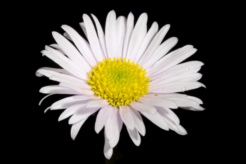 Erigeron alpicola var. angustifolius