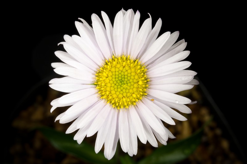 Erigeron alpicola var. angustifolius photo 3