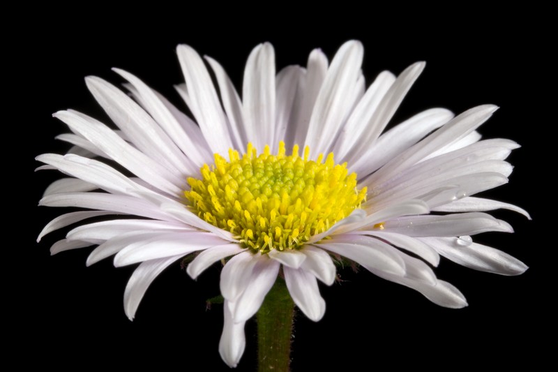 Erigeron alpicola var. angustifolius photo 4
