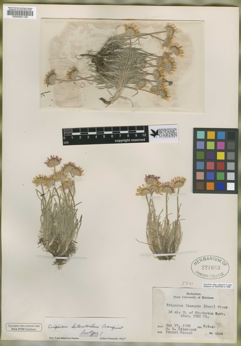 Erigeron alpicola var. heterotrichus