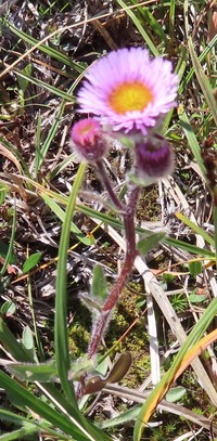 Alpine Fleabane