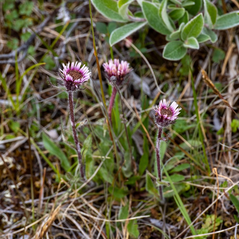 Alpine Fleabane photo 2