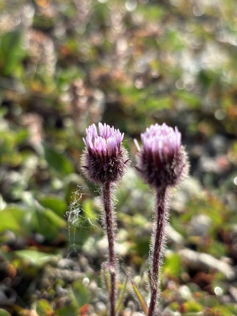 Alpine Fleabane photo 3