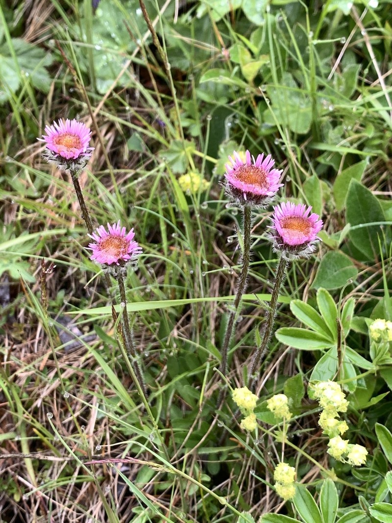 Alpine Fleabane photo 4