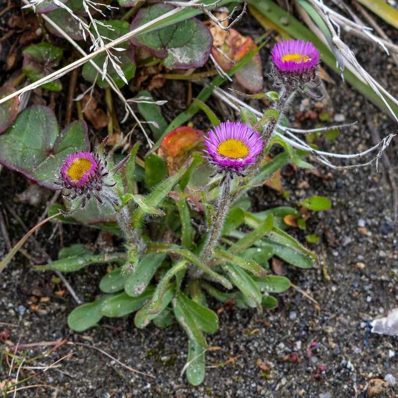 Alpine Fleabane photo 5