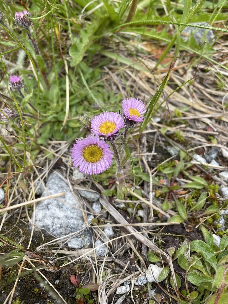 Alpine Fleabane photo 6