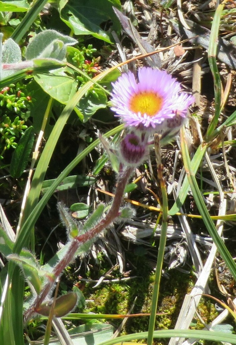 Alpine Fleabane photo 7