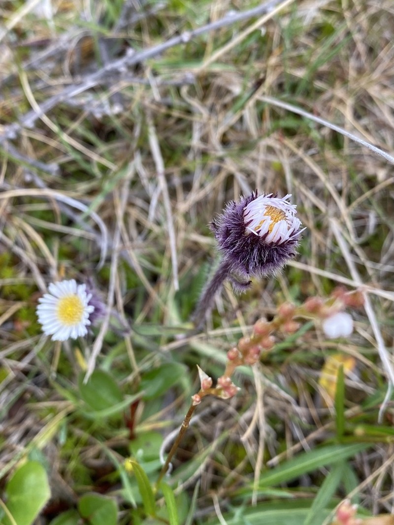 Alpine Fleabane photo 8