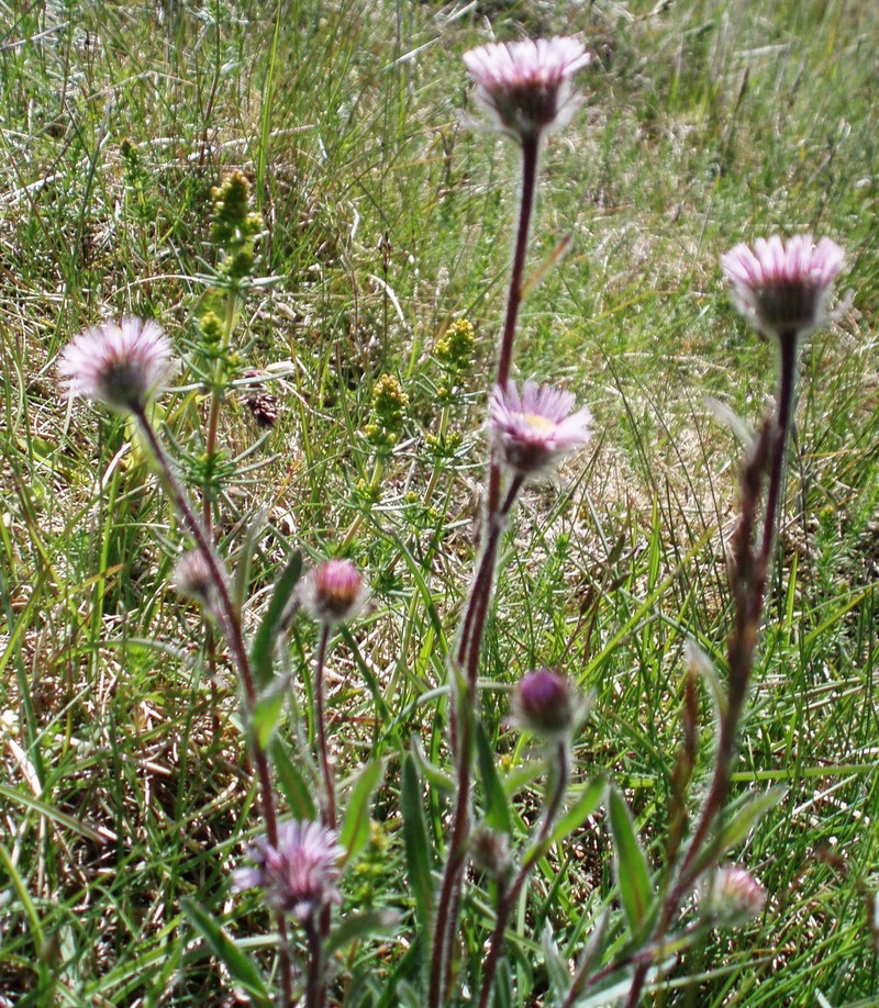 Alpine Fleabane