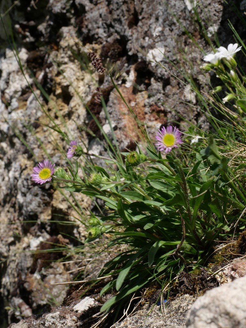 Erigeron alpinus photo 2
