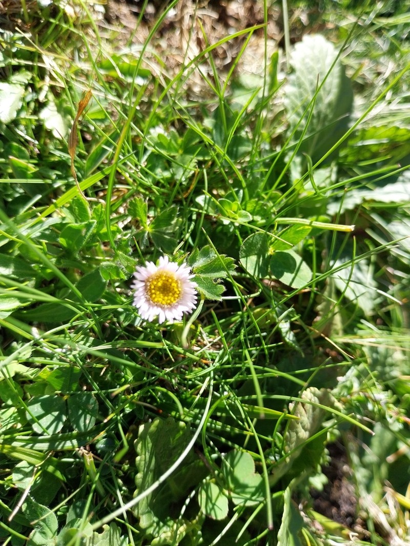 Erigeron alpinus photo 3