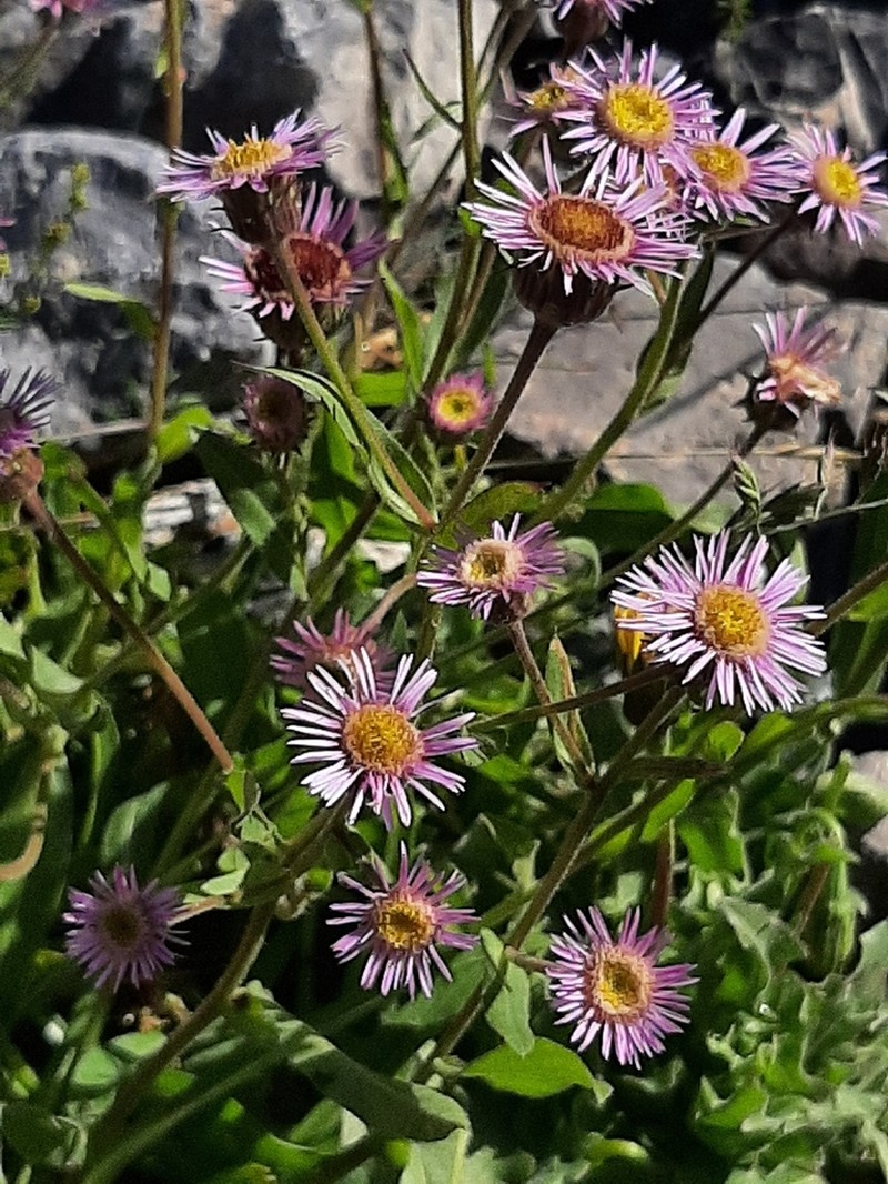 Erigeron alpinus photo 4