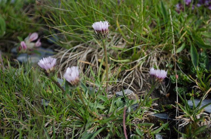 Erigeron alpinus photo 5