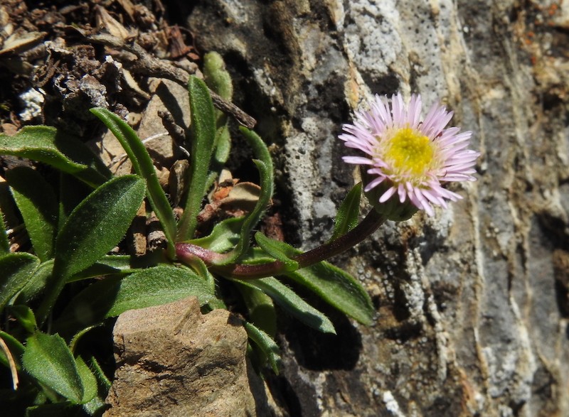 Erigeron alpinus photo 6