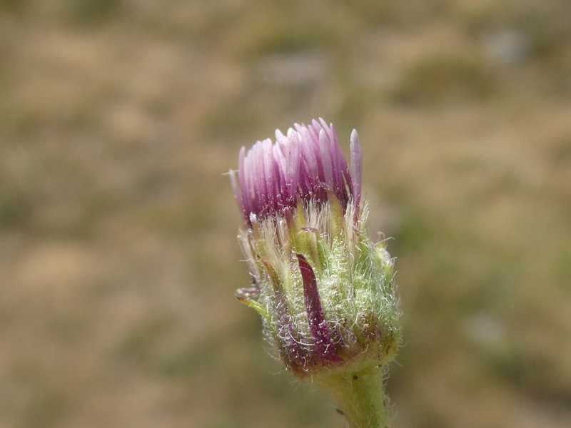 Erigeron alpinus photo 7