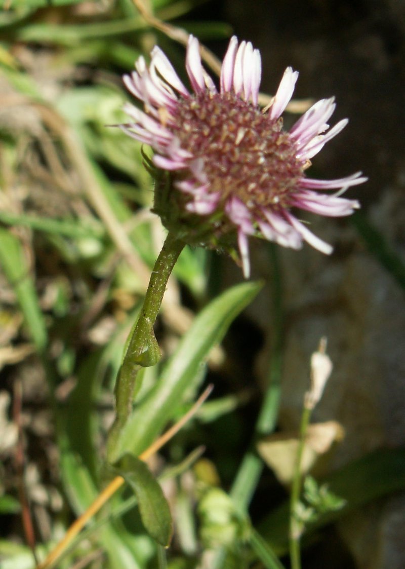 Erigeron alpinus