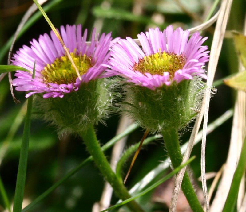 Erigeron alpinus
