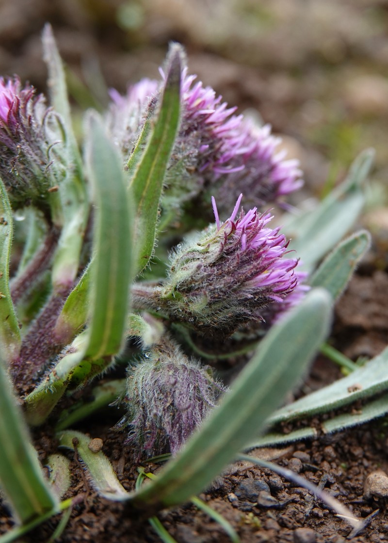 Erigeron polymorphus
