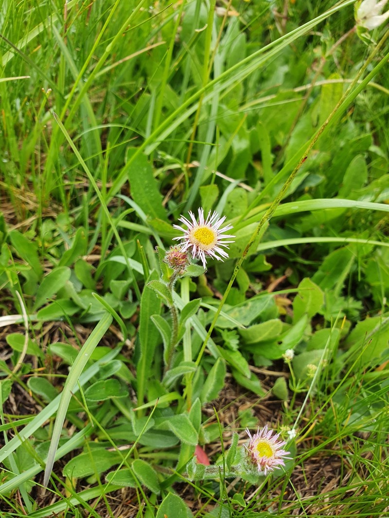 Erigeron polymorphus photo 2