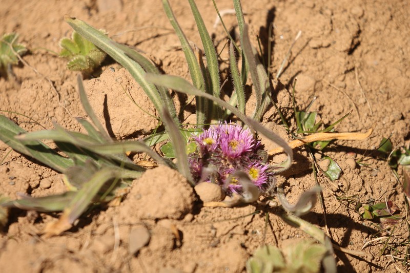 Erigeron polymorphus photo 3