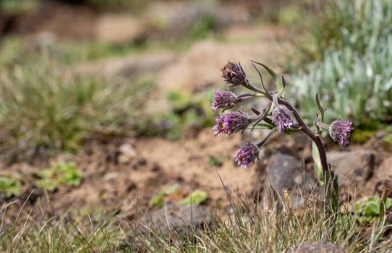 Erigeron polymorphus photo 4