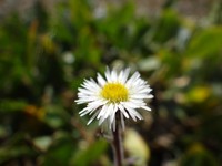 Erigeron altaicus